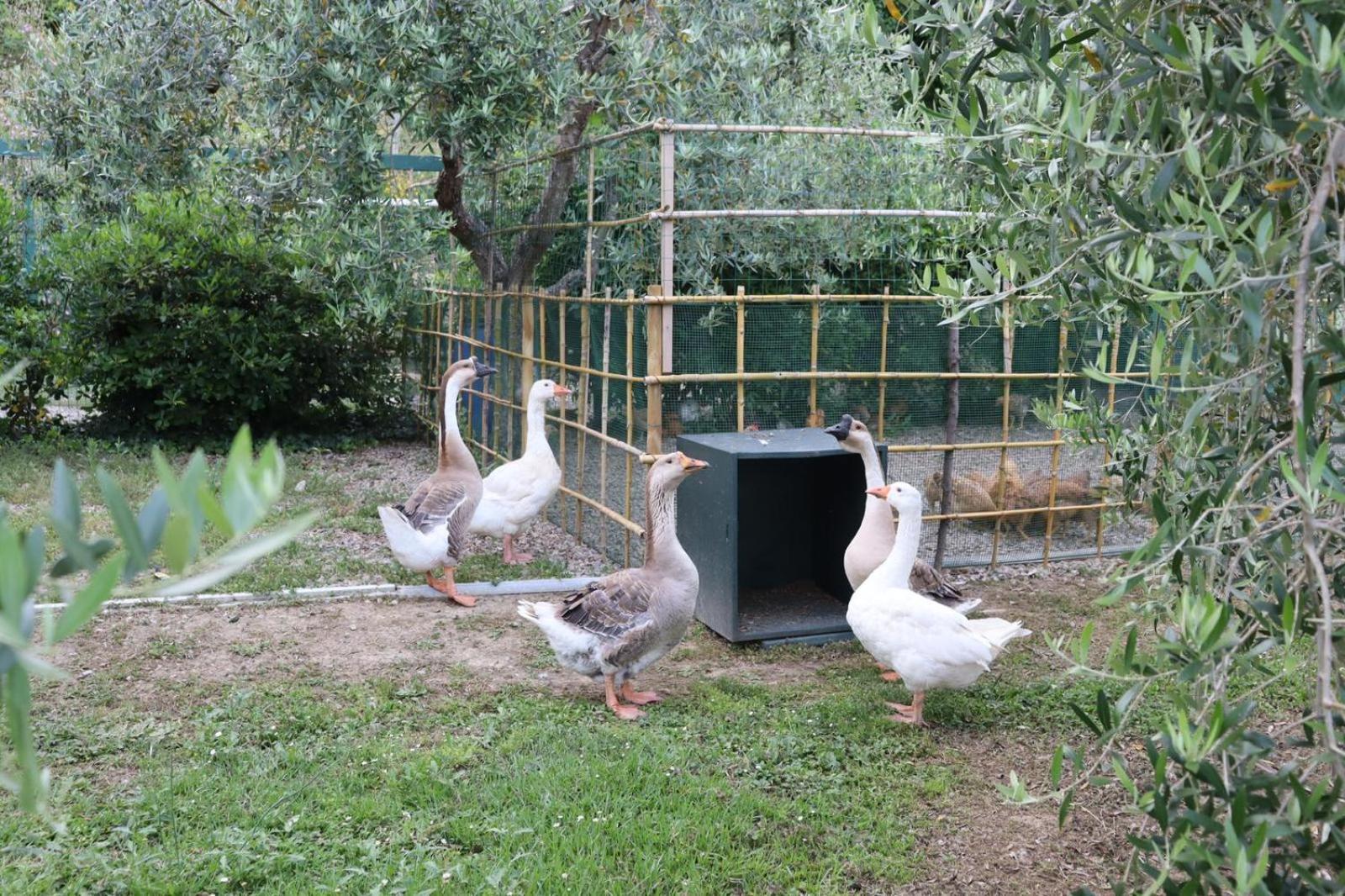 Cevoli Country Resort Lari Luaran gambar